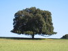 big tree