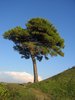 high tree
