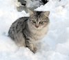 In the snow2