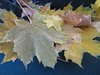 frozen leaves2
