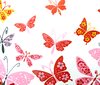 butterflies