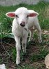 cute lamb