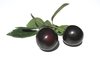 plums 1