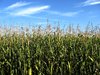 corn field