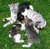 hungry kittens