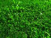 green grass