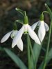 snowdrop