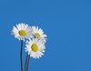 little daisies 2