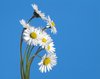 little daisies 4