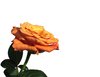 single rose