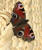 pretty guest