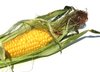corn cobs 1