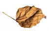 brown leaf