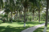 Palm garden