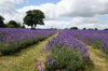 Lavender field