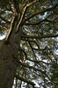 Conifer