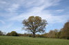 Spring oak