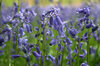 Bluebells 2