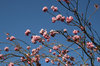 Cherry blossom
