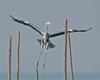 Ardea herodias