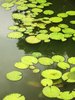 Lotus pond