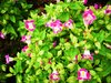 Pink Flowers