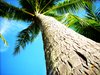 Coconut tree bark
