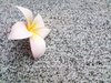 Frangipani on Granite 4