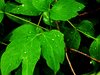 Fresh Leaves 2