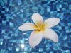Frangipani in Water 3