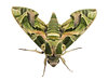 Oleander Hawk-moth Macro