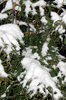 Snowy Scenes 2
