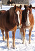 Two Horses