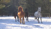 Horse in Winter 2