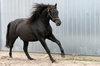 Flying Horses 2