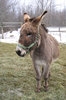 Cute Donkey 2