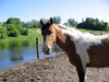 Paint Horse