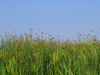 Grassy Field in PEI
