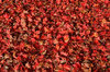 Red leaves