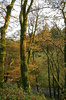 Mossy trees