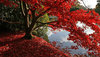 Lakeside red