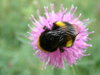 bee on flower