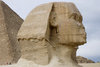 Sphynx