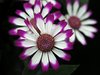 Spanish daisies