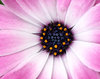 Daisy macro