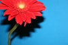 gerbera