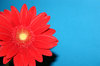 gerbera saying hi
