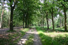 path in the woods
