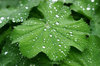 waterdrops on leafs