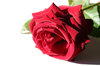 red rose